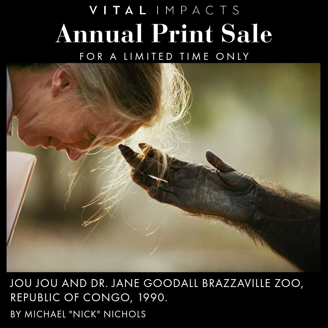 THIS WEEK Vital Impacts is having a flash sale! Prints of this photo signed by Dr. Goodall are available at vitalimpacts.org/pages/flash-sa… (Proceeds go to @RootsandShoots!) *Dr. Goodall and JGI do not endorse handling or close proximity to wildlife. This reflects a historical context.*