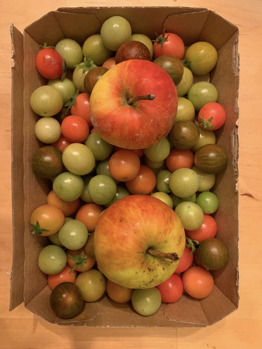 LukullusTours's tweet photo. Ein außergewöhnliches kulinarisches Tomatenjahr geht zu Ende. Letzte Ernte der Ampeltomaten vor dem ersten richtigen Nachtfrost. Durch die Äpfel wird die Reife der noch grünen Tomaten beschleunigt. 

#tomate #tomaten #tomatenliebe #lukullustours #magdeburg https://t.co/gY7e6gFRCX