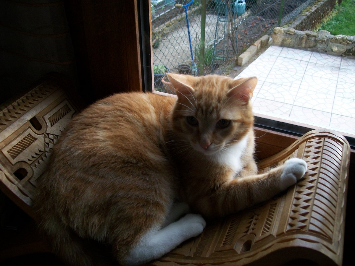 Ettolrah_'s tweet photo. Orange cat appreciation post https://t.co/x6OdzrWvgw