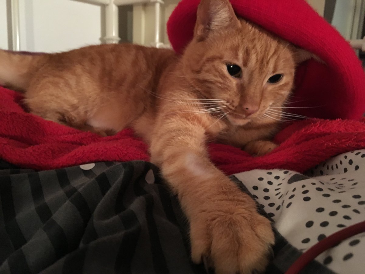 Ettolrah_'s tweet photo. Orange cat appreciation post https://t.co/x6OdzrWvgw