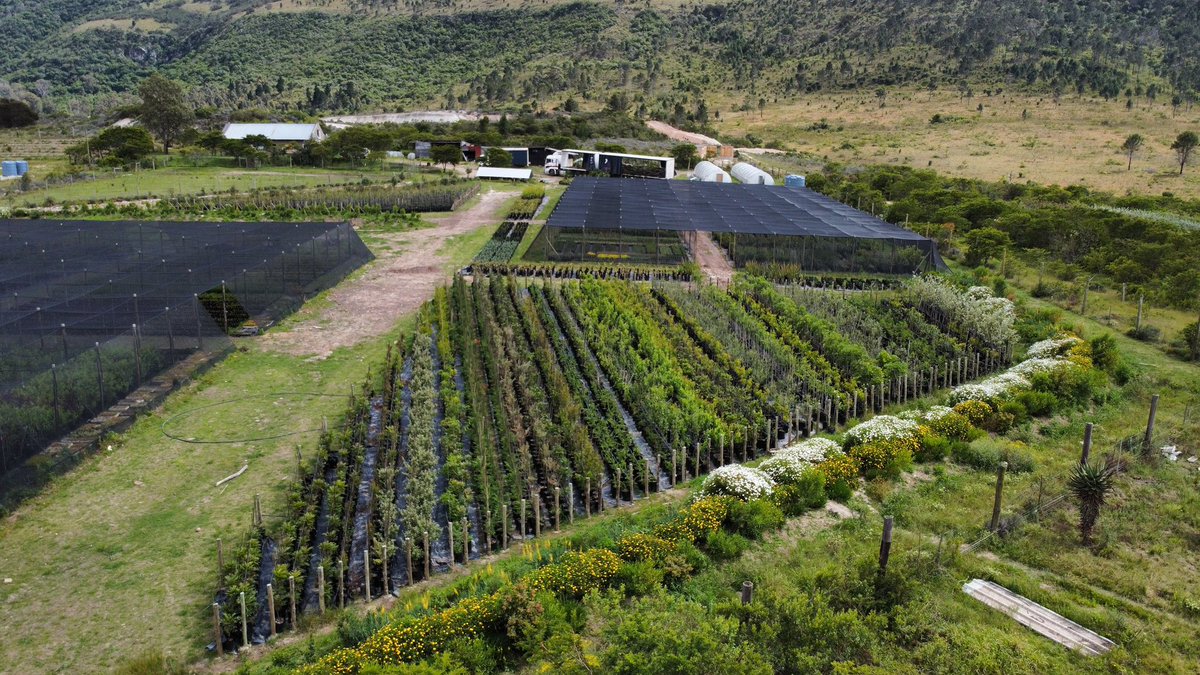 As we Approaching @COP28_UAE where major countries will negotiate long-term climate deals. It’s crucial to also focus on sustained funding for locally owned initiatives in urban greening & ecological restoration projects that improves livelihoods like we do @NguniNursery #COP28