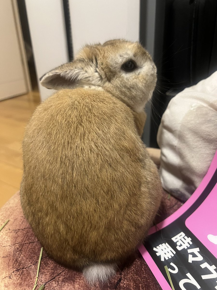 #けつようび の1枚🐰📸

#うさぎ #うさぎのいる暮らし #ネザーランドドワーフ