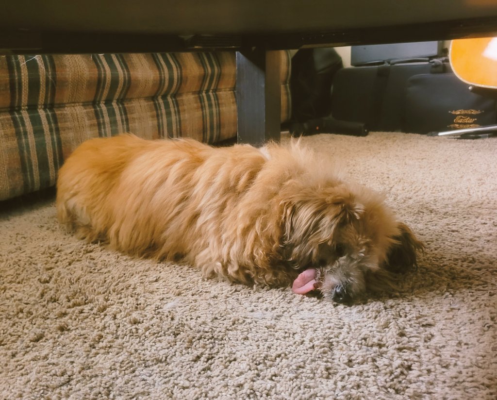 Truebrewcoug's tweet photo. It's been 13 years since @CaleeDeMann and I adopted this guy! 💕 #BaxterBoy #SoFluffy #NoTeethNoProblem https://t.co/GpNXhqxv0L