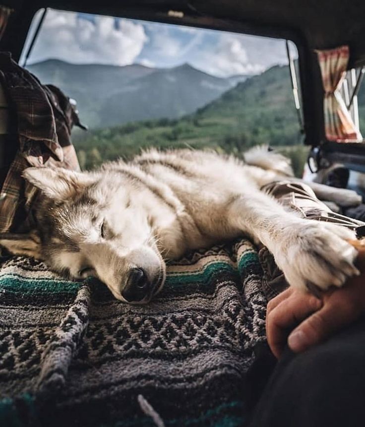 NatureExplorer_'s tweet image. Camping with pets can be immensely rewarding, fostering a deeper connection with nature and strengthening the bond between you and your animal companion. In this comprehensive guide, we'll explore the joys and challenges of camping with pets: play.google.com/store/apps/det… #outdoorpets