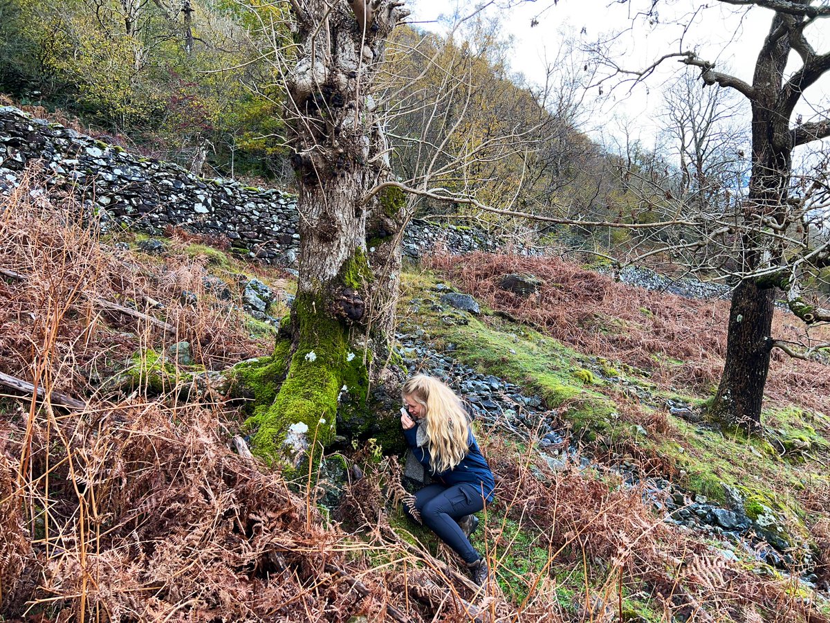 Pseudocyphellaria intricata is one of the specklebelly #lichens and in England, it is only known from Seathwaite (Borrowdale, #LakeDistrict). It is a wonderful species, confined to high quality #rainforest sites in hyperoceanic areas. #Cumbria