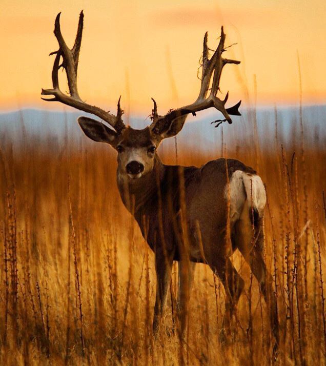 NatureExplorer_'s tweet image. The jungle, rich in flora and fauna, challenges hunters. Survival relies on adept hunting and trapping. Indigenous methods, blending ancestral wisdom and modern tools, include traditional weapons and innovative traps.
The guide covers all wild hunting: play.google.com/store/apps/det…