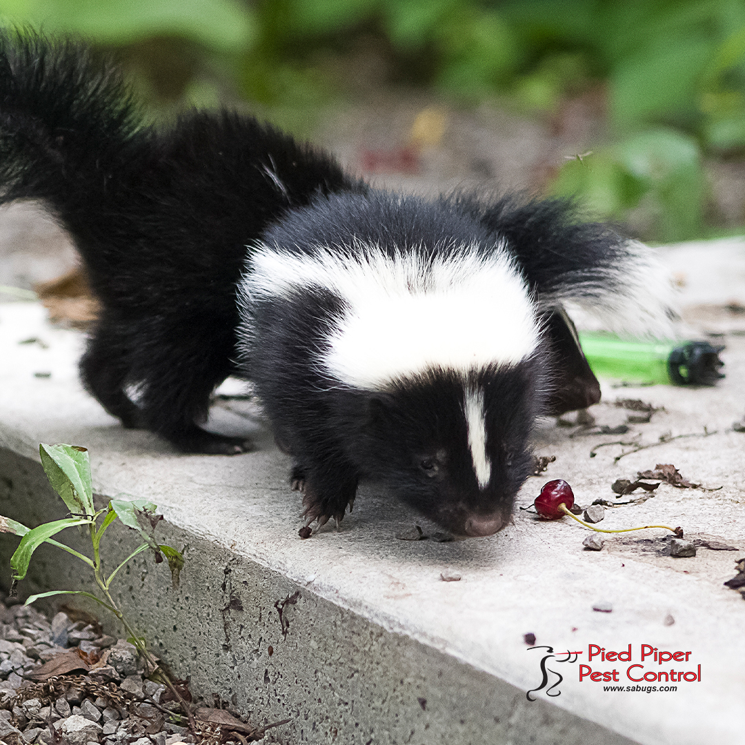 sabugs1's tweet photo. Skunks can become a nuisance to homes or commercial properties.
Call today if you believe you have a skunk problem at (210) 702-2060.
https://t.co/U3VKkf2Mqd
#PiedPiperPestControl #PestControlServices #AffordablePestControlService https://t.co/R1jtFyKUXi