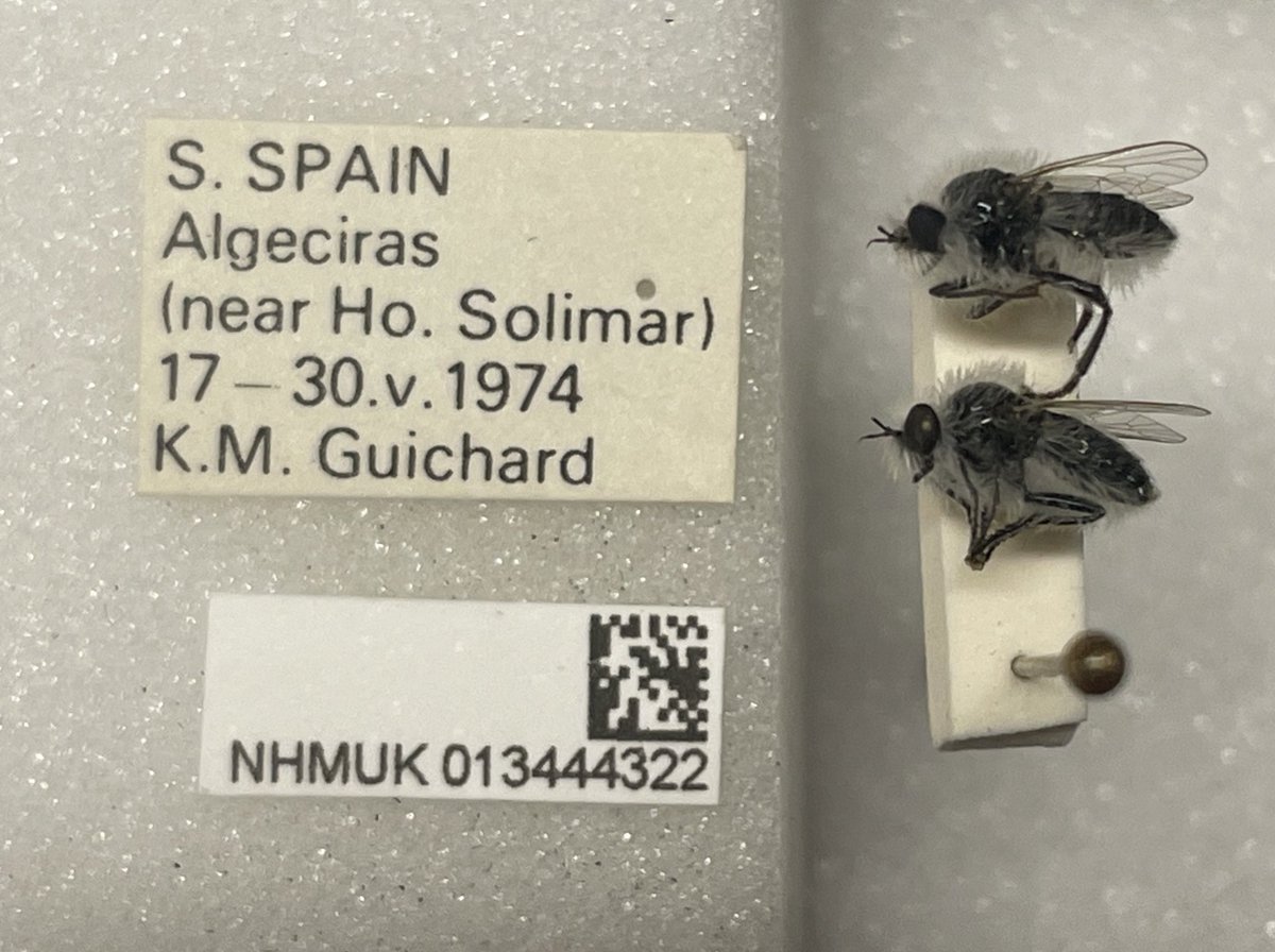 flygirlNHM's tweet photo. This pair of Asilidae have been hiding in the Therevidae accessions till today when a visitor plucked them out! 

Still looking fab nearly 50 years on…

#robberflies #collections https://t.co/5A5CR9Vf51