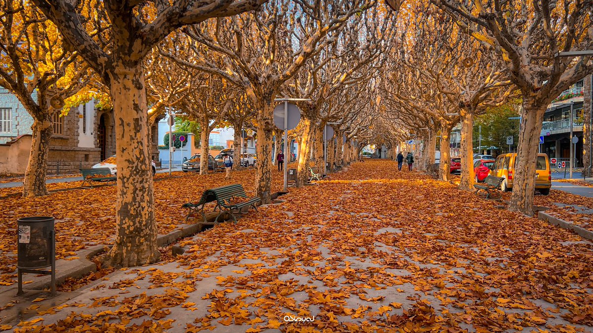 marcobiols_'s tweet photo. El vent de nord ha fet del passeig una obra d’art. La Seu d’Urgell 🍁 https://t.co/jRsyMO6zbh