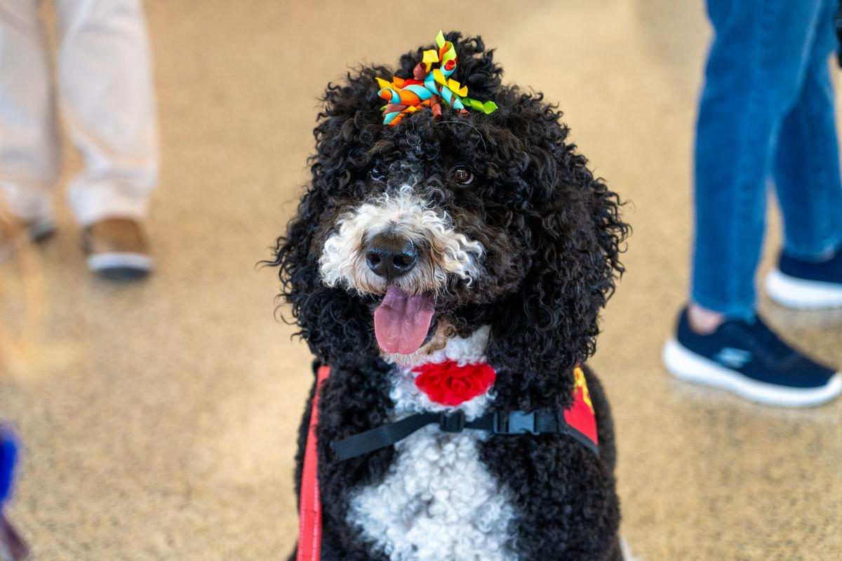 iah's tweet photo. It's going to be busy, fur real! If you travel this holiday season, you might see Minka and the #IAHTherapyDogs roaming around, ready to be pet.

Safe travels! https://t.co/xeG8PxPbEQ