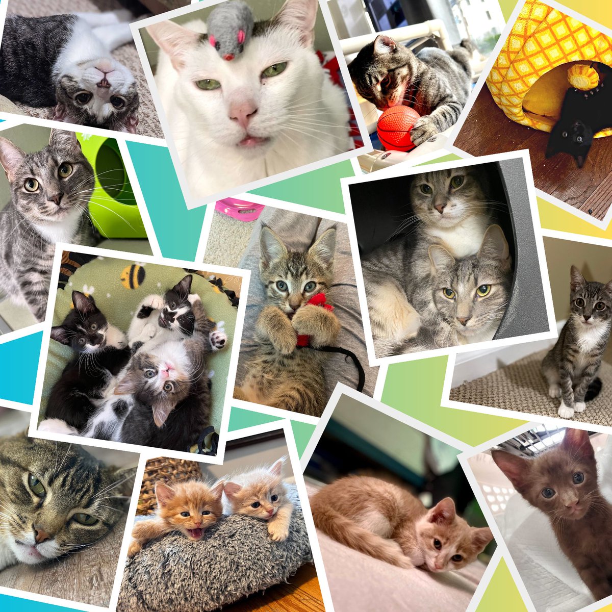 Whether you've donated $1 or $1000, it's a testament to YOU saving cats. Please continue your support as we work together to provide a safe and peaceful haven for homeless, abandoned or abused animals

This #GivingTuesday, join us to raise $2000. Donate at ow.ly/cMsq50Q9sOr
