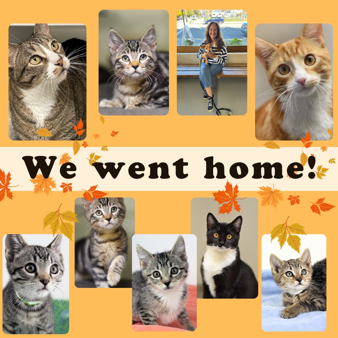 Congratulations to the adopters of Tangerine, Gumby, Hoth, Pesto, Pokey, Hazel, Peanut, Prairie, and Basil! We are thankful that they found love this holiday season!