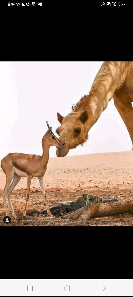 يا ترى  أي  دافعٍ  جمعهما . .
أي تآلفٍ  قرّبهما  رغم  اختلاف الفصيلة والنوع ..
 هل هو  الحنوِّ  من الكبير  على الصغير ..
بالتأكيد إنها مشاعر إيجابية مشتركة .