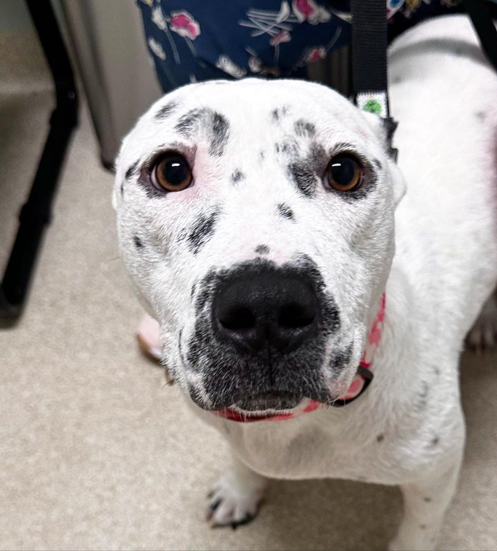 Helen's before and after photos say it all! 💕 🐾 Thanks to BPF's RescueLove program, Helen’s life has been forever changed. Donate now to help us save more pets like Helen: bissellpetfoundation.org/donate/ #rescuelove #BISSELLHappyTails #GiveCrypto #CryptoPhilanthropy