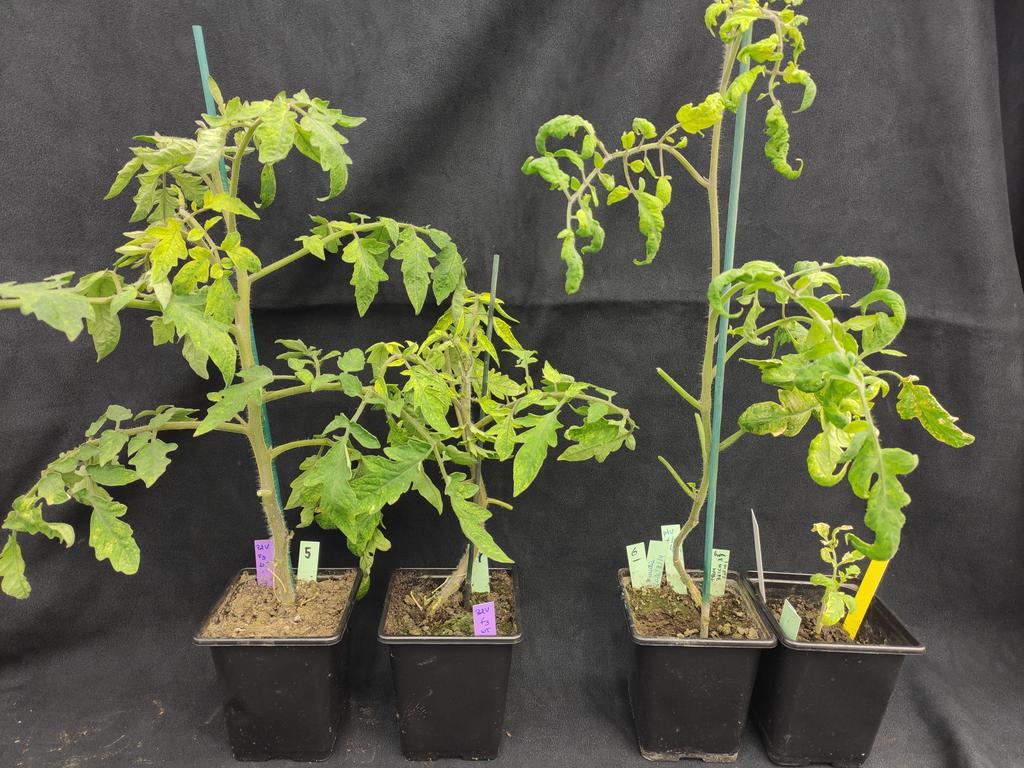 You can still apply!

 PhD studentship on plant epigenetics is available in my lab to study crop epigenetics. We will try to understand how plant gene expression adapts to repeated exposure to environmental stress!

Deadline 27 November. To apply see link below. 

#PlantSciJobs