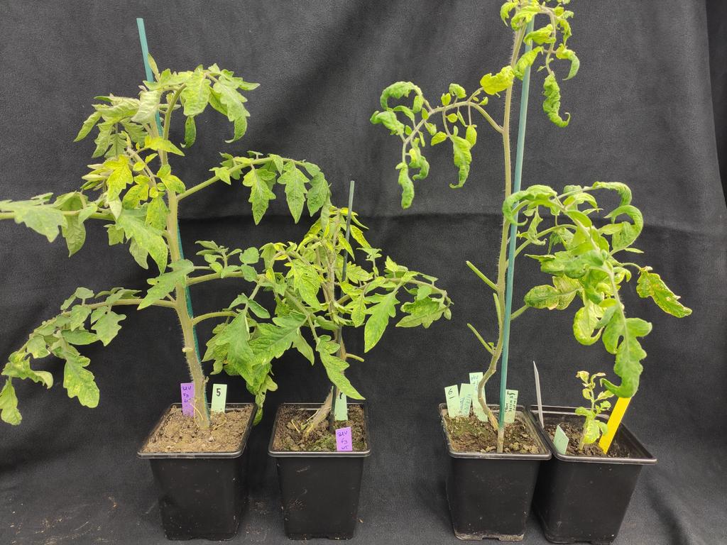 You can still apply! PhD studentship on plant epigenetics is available in my lab to study crop epigenetics. We will try to understand how plant gene expression adapts to repeated exposure to environmental stress! Deadline 27 November. To apply see link below. #PlantSciJobs