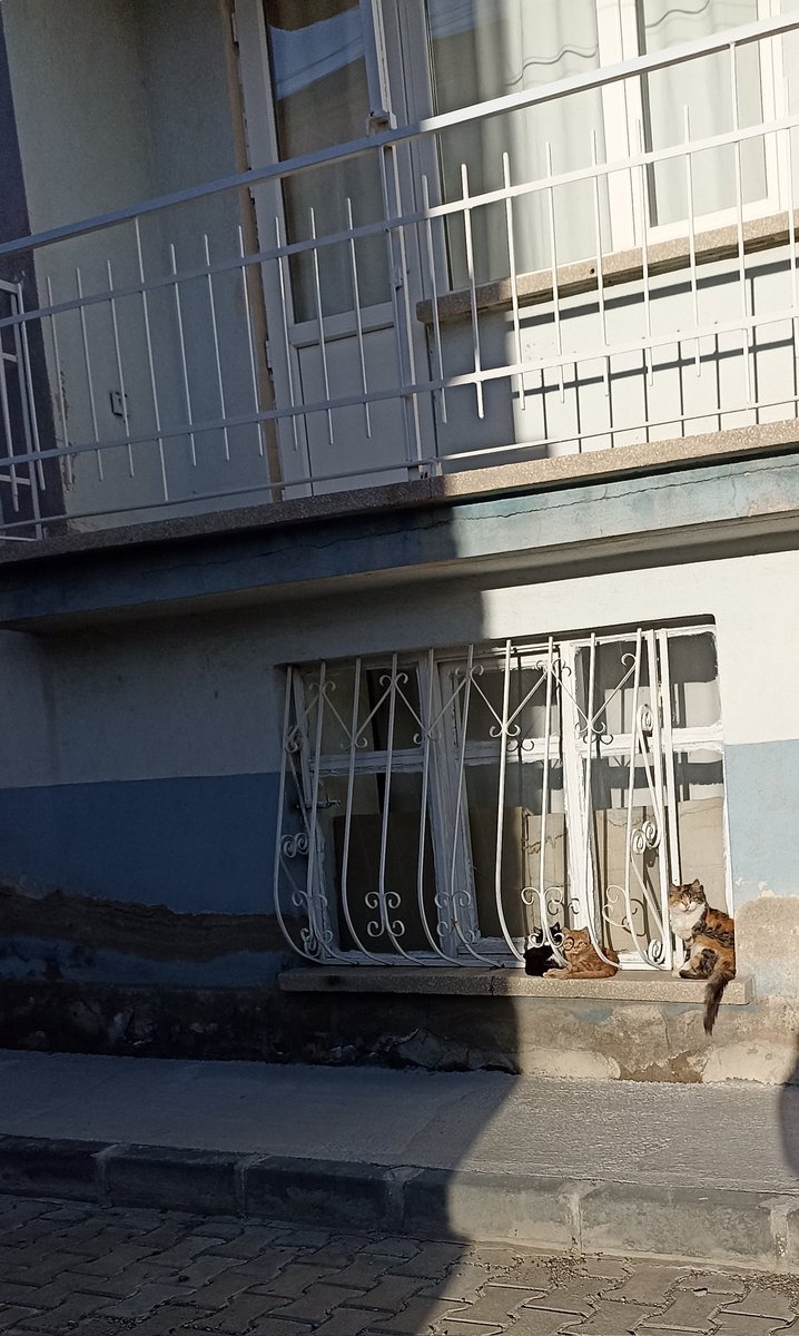 Birbirimize çektiğimiz kedilerin fotoğraflarını gönderdiğimiz ,onlar hakkında konuştuğumuz bir arkadaşım vardı , şimdilerde ondan haber alamıyorum , ona göndermiş gibi burada paylaşmak istedim , bu soğuk günlerde yüreği sıcacık bırakan bu manzara benim çok hoşuma gitti ☺️