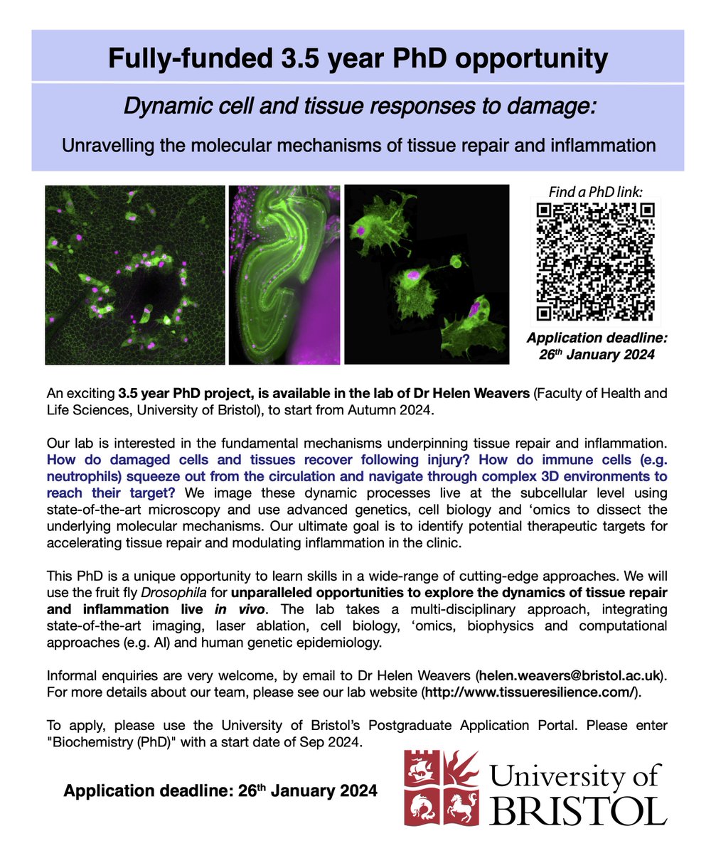 Want to explore dynamic tissue responses to damage? Apply for our fully-funded #multidisciplinary #PhDposition @BristolBiochem unravelling molecular mechanisms of #tissuerepair & #inflammation using #liveimaging #omics #cellbiology and #Drosophila for 2024 shorturl.at/fLY26