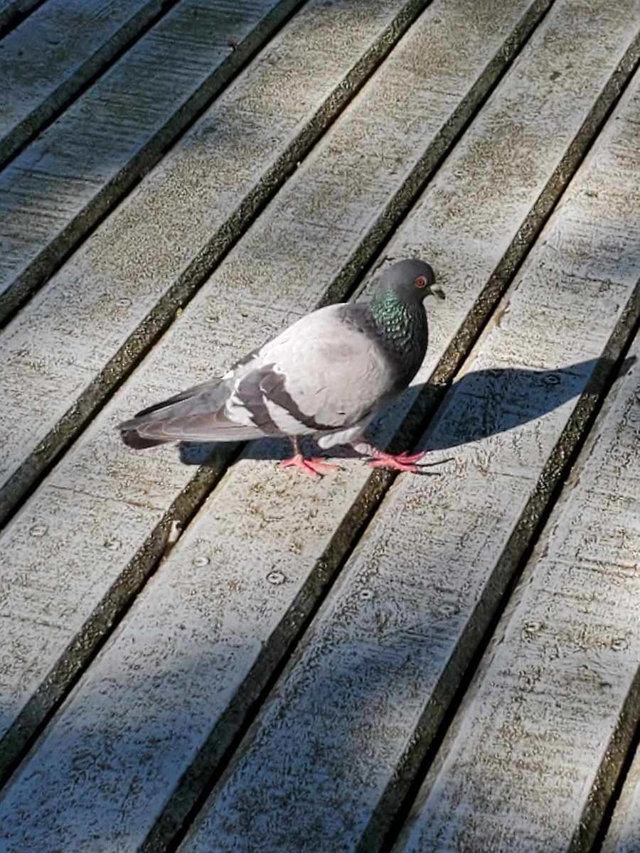 Emily Troyer 🐠🐟🐡 tweet media