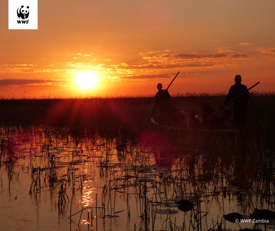wwfzambia's tweet photo. The Bangweulu Wetlands is a remote area in northern Zambia. It's a haven for birdwatchers with its vast array of aquatic birds and unique species like the shoebill stork.
#Bangweulu
#WWFZambia
#TogetherIsPossible https://t.co/sdHHomFkoY