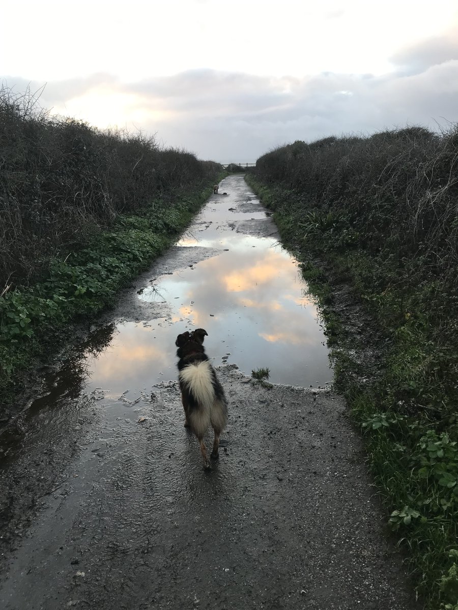 floweringpot's tweet photo. Getting out with the dogs is so important to me, particularly at times of stress, like the launch of Lainy's Tale tomorrow... To celebrate, The Rescue will be 99p from 22-29 November - grab it now! #booklaunch #lainystale #booktok #therescue #lovedogs #lizardpeninsula #polurrian https://t.co/NsEFmY5135