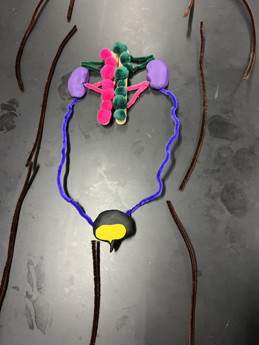 mrsgrulichlhs's tweet photo. Modeling body systems for a great review of the unit. https://t.co/MkxB0HeuhA