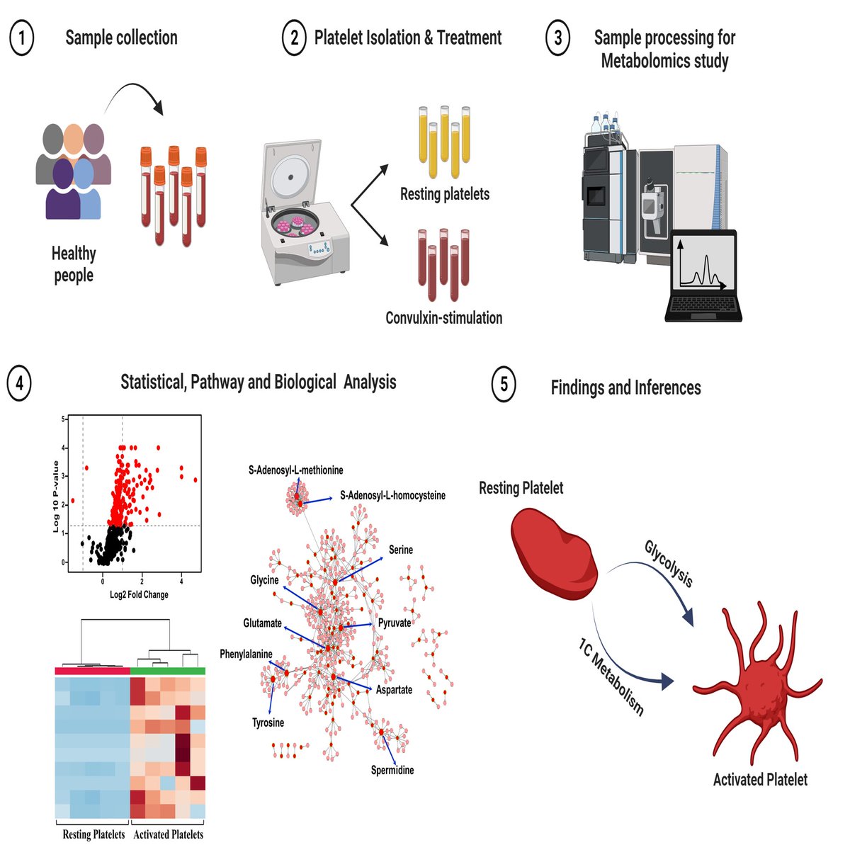 Human #Platelet #Metabolomics identifies the essential roles of Glycolysis &amp; 1-Carbon Metabolites in activated platelets
ahajrnls.org/49GFcWt