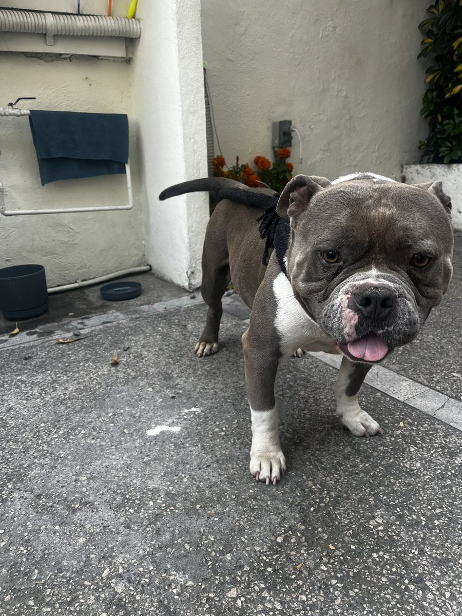 RenataGom's tweet photo. Nos encontramos a este perrito en Polanco, parece perdido. Es muy lindo pero esta muy desesperado. 

Si alguien lo reconoce escríbanme y si no ayúdenos a encontrarle hogar temporal o definitivo por favorcito 💕 https://t.co/taRzPFUWmt