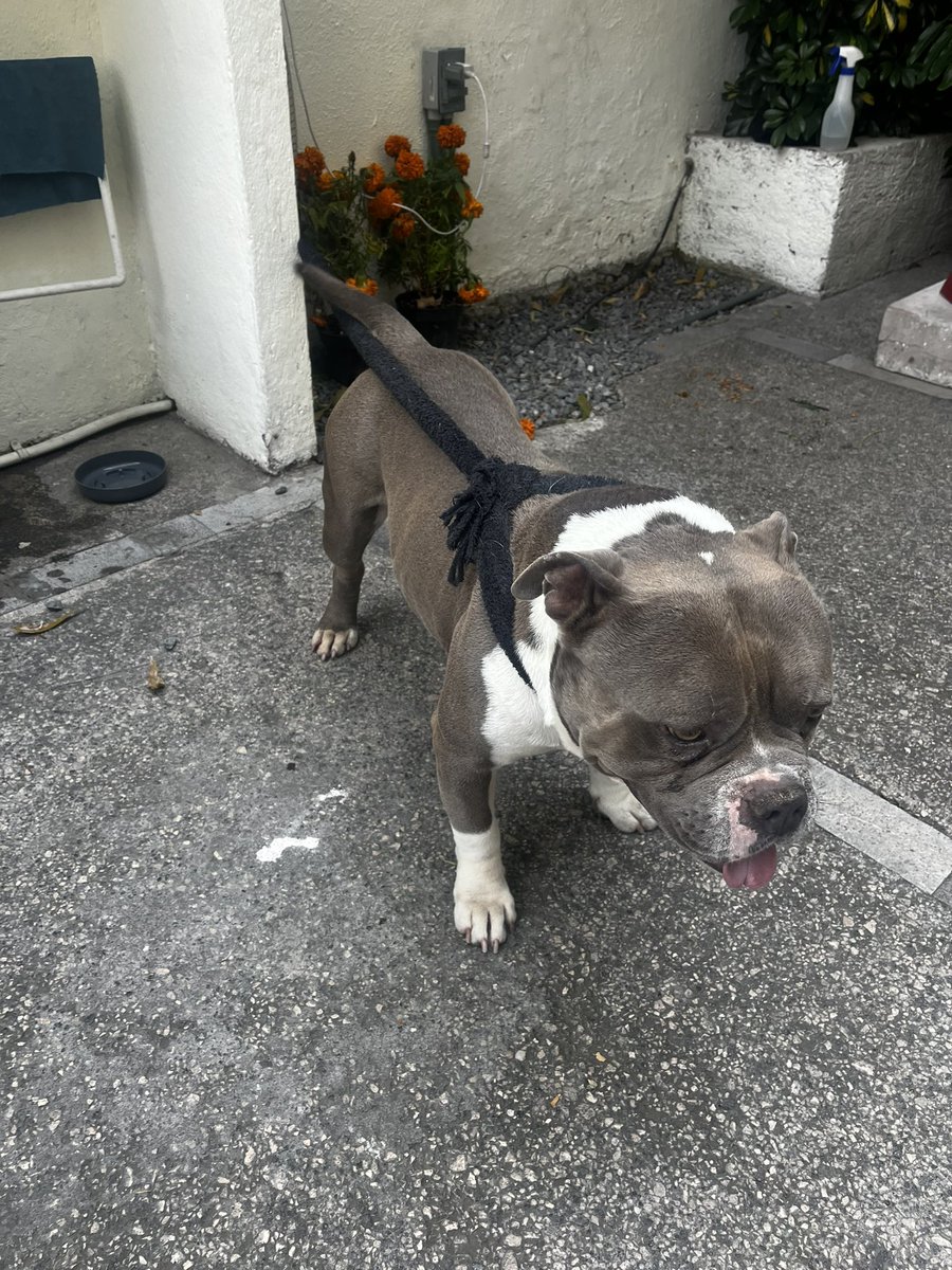RenataGom's tweet photo. Nos encontramos a este perrito en Polanco, parece perdido. Es muy lindo pero esta muy desesperado. 

Si alguien lo reconoce escríbanme y si no ayúdenos a encontrarle hogar temporal o definitivo por favorcito 💕 https://t.co/taRzPFUWmt