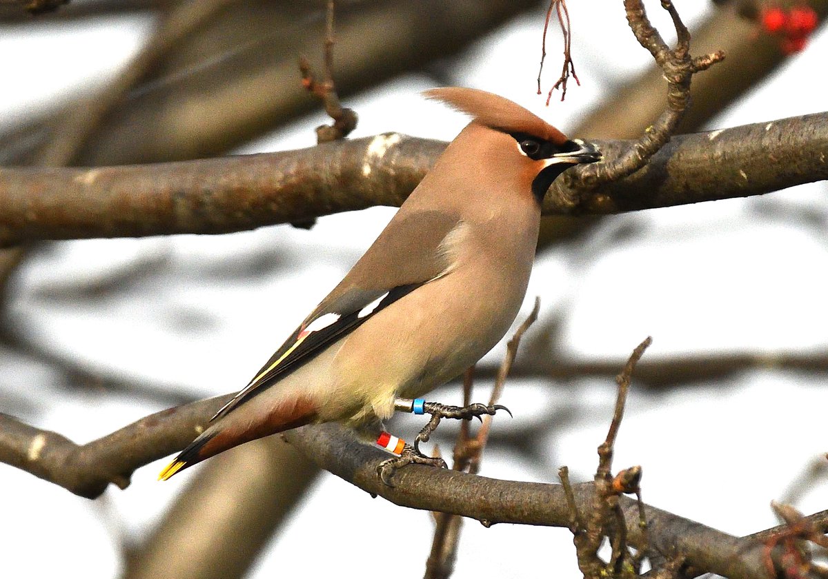 lenhunter19's tweet photo. Whitehill Gardens Musselburgh again Waxwing central today. Upto about 300 birds dodging the feisty Mistle Thrushes trying to defend their winter larders. One ringed Waxwing seen (reported) and house gutters provided watering points @birdinglothian @RSPBEdinburghLG https://t.co/iJC6tPvhdS