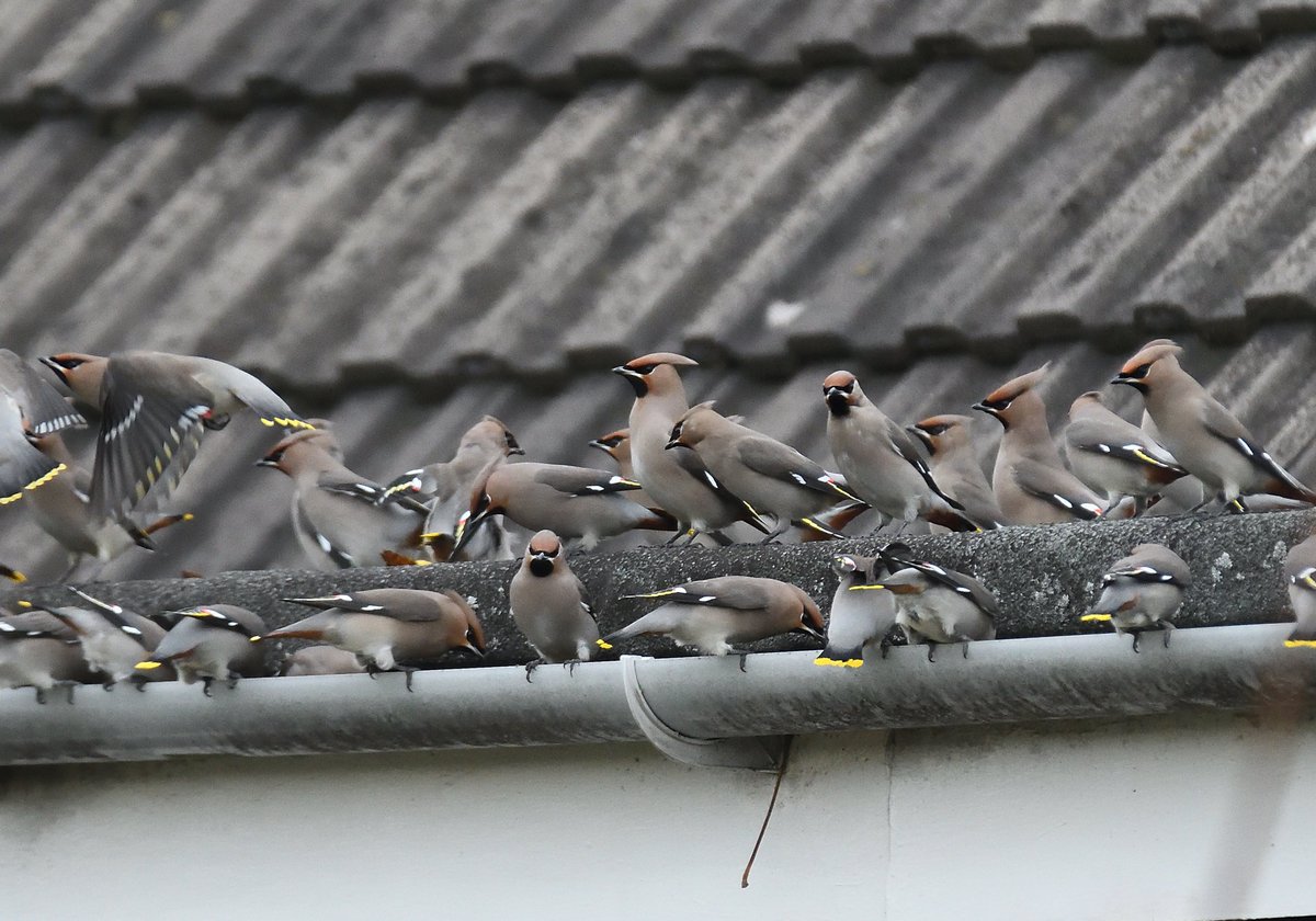 lenhunter19's tweet photo. Whitehill Gardens Musselburgh again Waxwing central today. Upto about 300 birds dodging the feisty Mistle Thrushes trying to defend their winter larders. One ringed Waxwing seen (reported) and house gutters provided watering points @birdinglothian @RSPBEdinburghLG https://t.co/iJC6tPvhdS