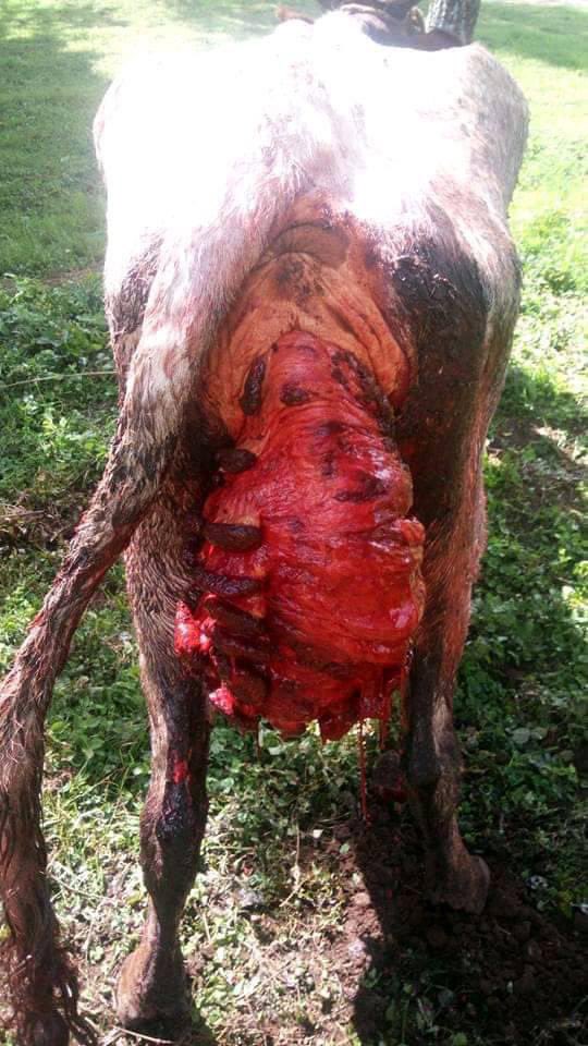 bingel_pullo's tweet photo. Uterine prolapse..wash with hypertonic solution and push it back then Suture.
@AnasJumare come add knowledge 😁
Cc: @Fareedahmu1 https://t.co/BPw8oQXWr4