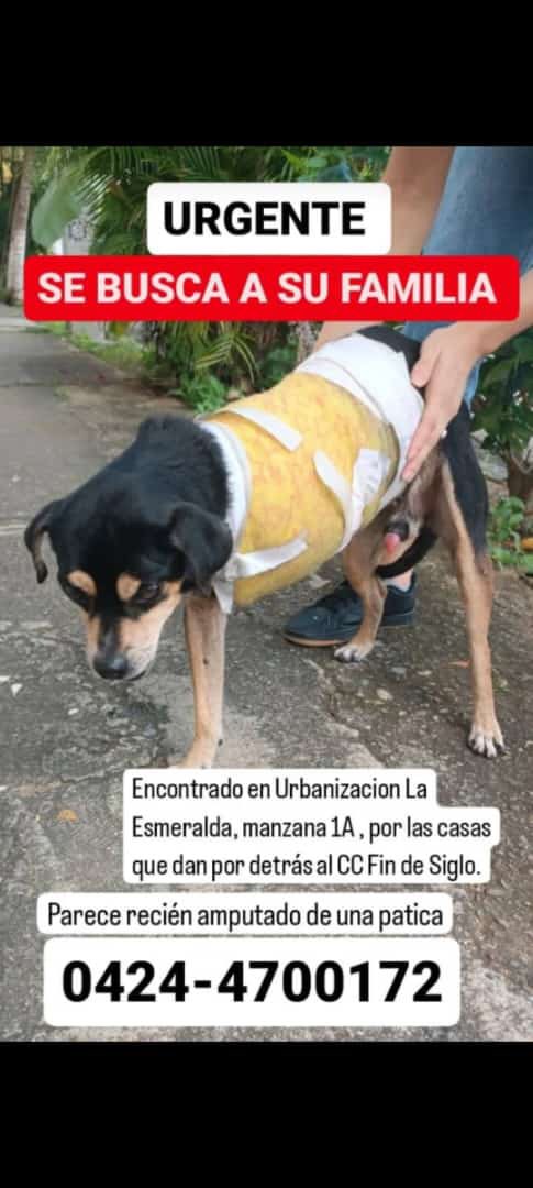EXTRAVIADO. Busca a su familia humana RP <a href="/thaisgarbel/">Thais</a>: San Diego La Esmeralda. Busca a su familia. Carabobo