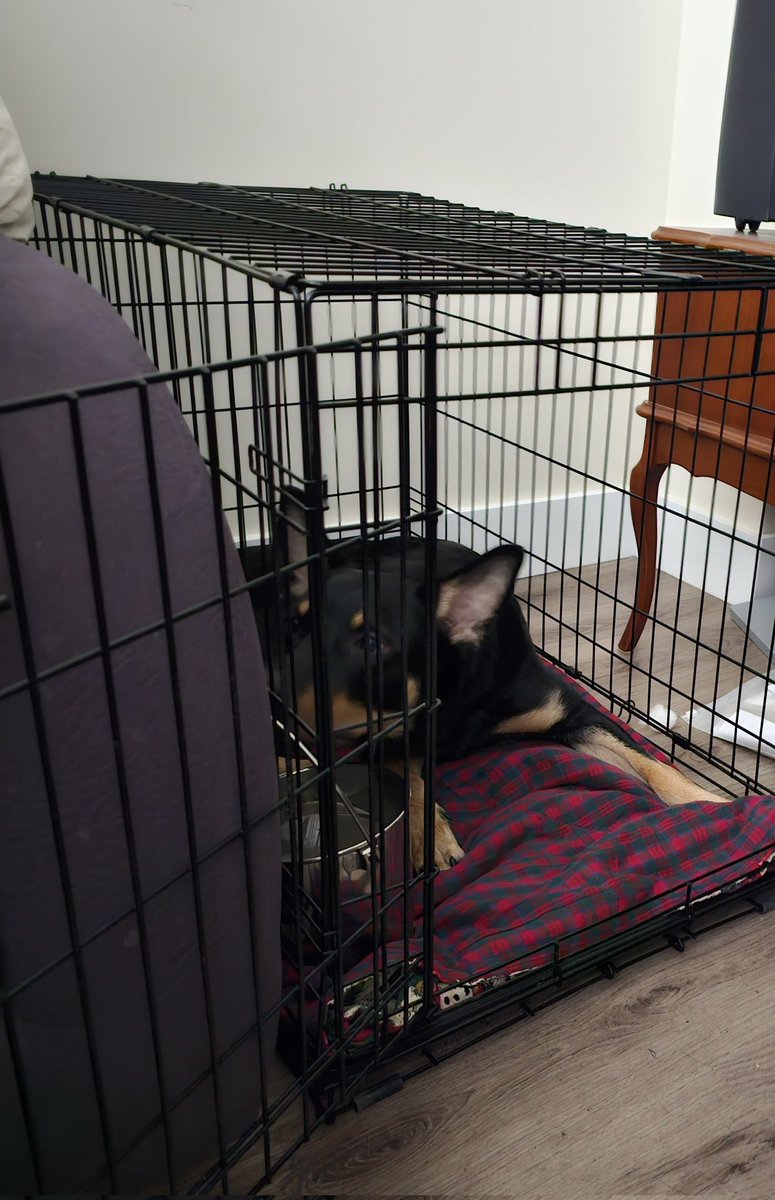 JillMShannon's tweet image. You asked, I listened! Boscoe cam coming to streams soon!

#AustralianKelpie #Streamer #Trovolive #Twitch