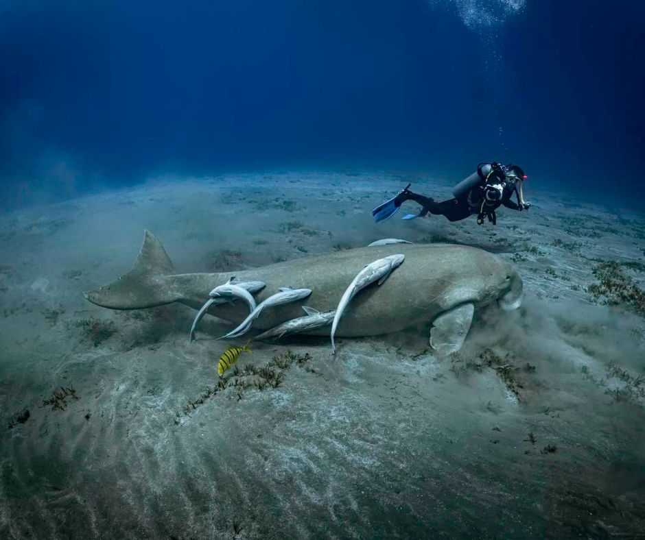 Astounding pelagic encounters, challenging conditions like powerful currents and deep drift dives plus magnificent macro life are where advanced liveaboard diving gets you! 😮 Explore our exclusive advanced liveaboard diving travel collection 👉 padi.co/q1dt4vta