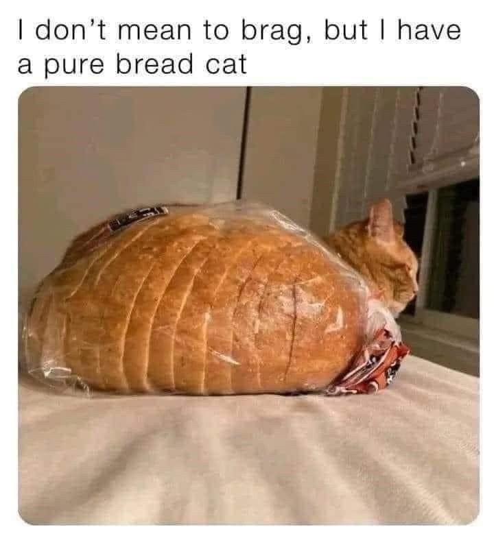 devoccur's tweet photo. Bread or not, pets make life pawsitively delightful https://t.co/hotCd29Qsp