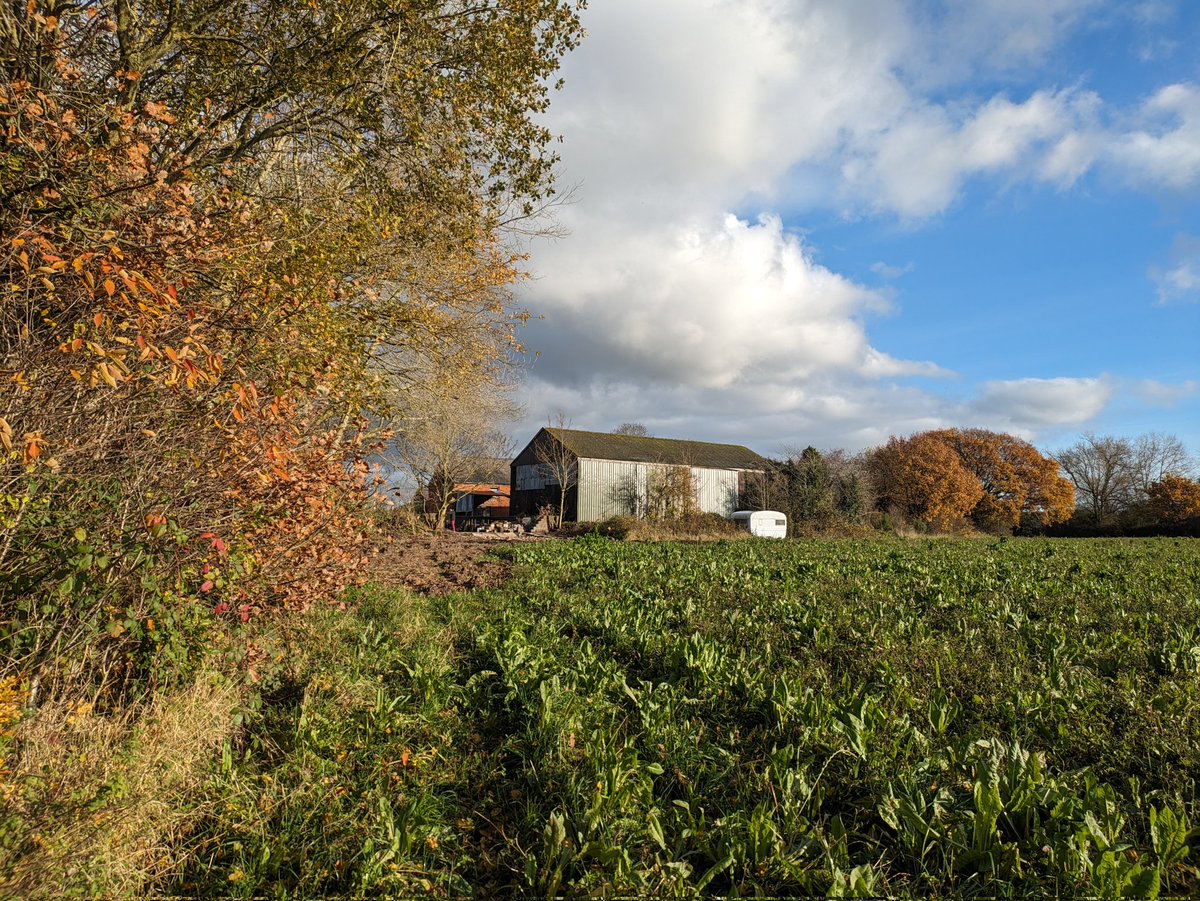 Kindling Farm is looking stunning at the moment. We will definitely be planting many more oak trees this winter 🙂