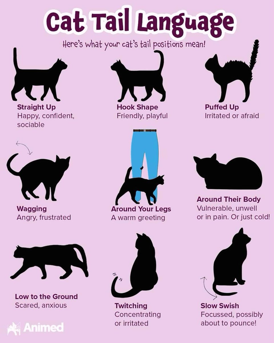 catwatchrescue's tweet image. Cats do talk but in a different way.
cwwrescue.org
#adoptdontshop🐾 #catlanguage #catbehaviour