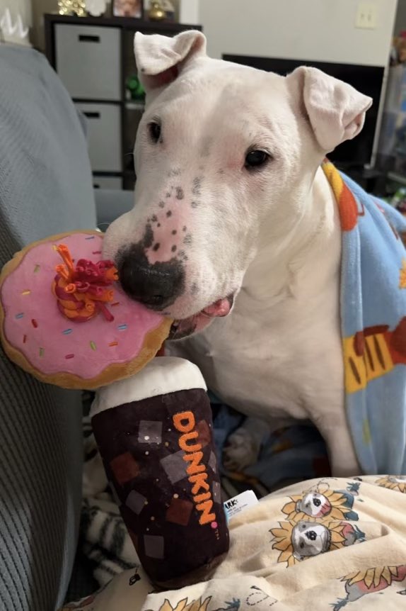 Even Roar runs on <a href="/dunkindonuts/">Dunkin'</a> !!