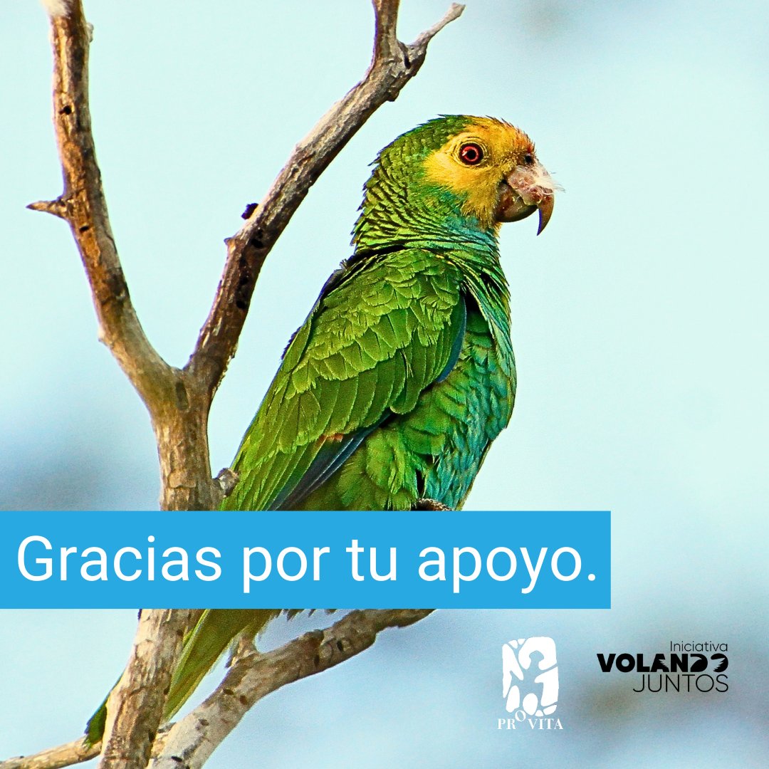 provita_ong's tweet photo. A todos los que estuvieron junto a nosotros durante las votaciones para el concurso de #SolutionSearch.

¡Gracias! 🦜💚

¡Estamos a la espera de los resultados! Sin embargo, ya nos sentimos premiados con el gran apoyo que recibimos y el camino que hemos recorrido hasta ahora. https://t.co/TJHPP1F53n
