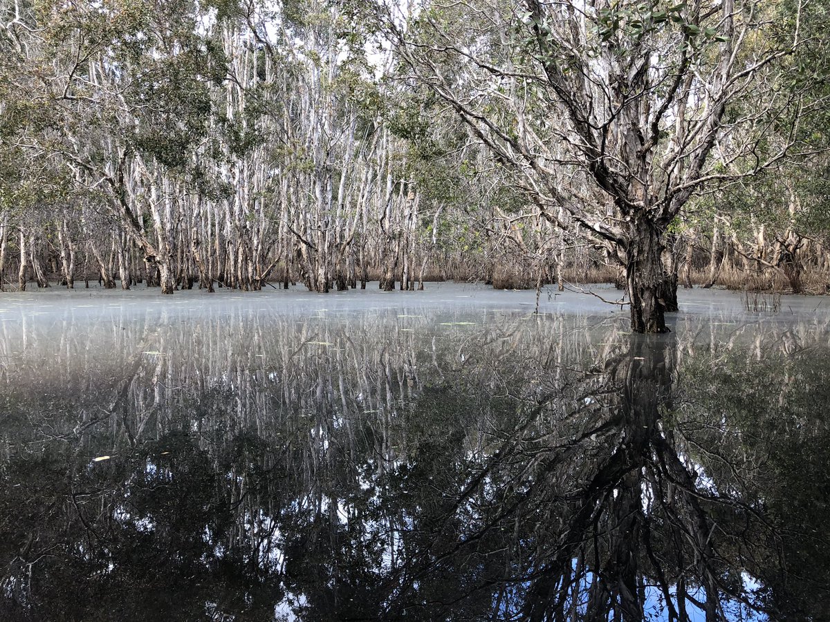 Dr. Luke Jeffrey (@luke_jeffrey) on Twitter photo (1/8)🧵🚨Our #NewPaper out in <a href="/NewPhyt/">New Phytologist</a> 🌱shows how rapid bark-mediated #tree stem #methane transport occurs independently of the transpiration stream in #Melaleuca quinquenervia. #Treethane
nph.onlinelibrary.wiley.com/share/BICV7KQS… (1/8)🧵🚨Our #NewPaper out in <a href="/NewPhyt/">New Phytologist</a> 🌱shows how rapid bark-mediated #tree stem #methane transport occurs independently of the transpiration stream in #Melaleuca quinquenervia. #Treethane
nph.onlinelibrary.wiley.com/share/BICV7KQS…