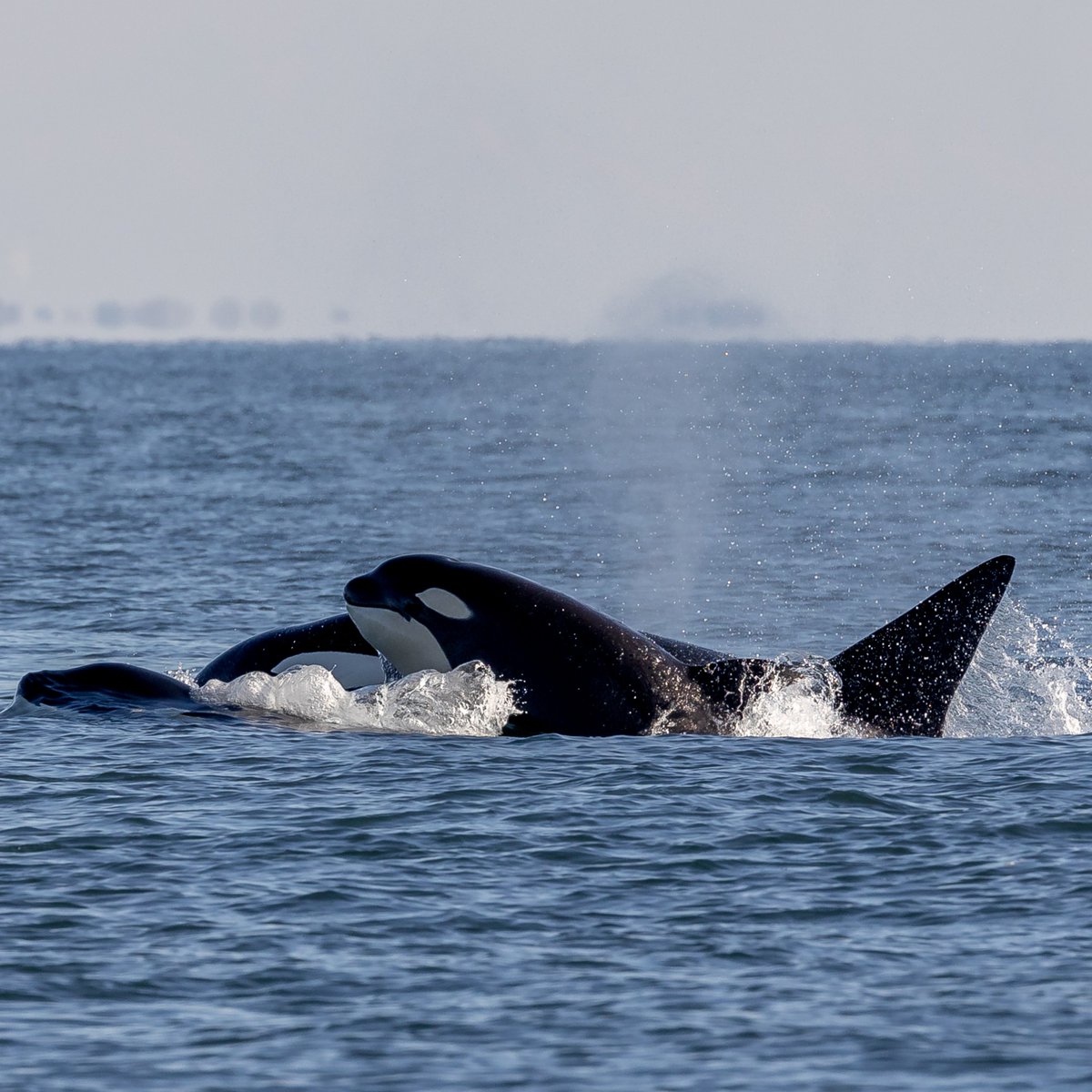 Throwback to little T037A4 popping out of the water beside their mother T037 Rocky III/Pizzafin during a recent tour. 😍

 #vanislandwhalewatch #orcaencounter #orcawhale #orcawhales #killerwhaleart #killerwhalesupclose #killerwhalesquad #killerwhaleshow #biggsarethebalance
