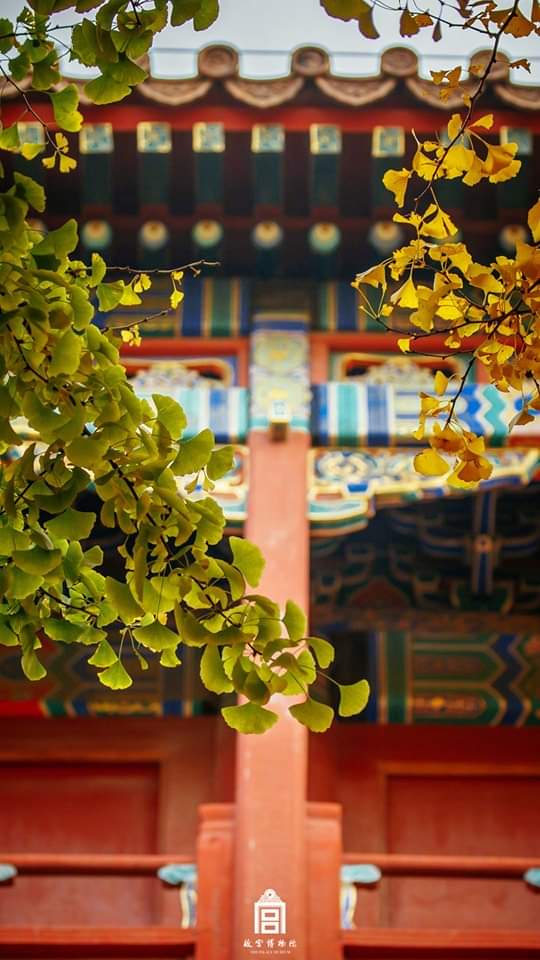 AmbassadeChine's tweet photo. Les ginkgos dorés et le toit en tuiles du Musée du Palais de Beijing offrent un spectacle envoûtant. #WinterinBeijing https://t.co/OTz7maLTKP