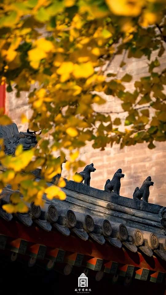 AmbassadeChine's tweet photo. Les ginkgos dorés et le toit en tuiles du Musée du Palais de Beijing offrent un spectacle envoûtant. #WinterinBeijing https://t.co/OTz7maLTKP