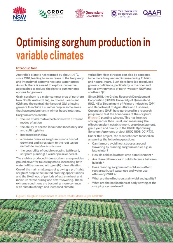 🌧️😃🌧️So there has been some 'tops' rain in the north of the state. ....and talk of sorghum. Take a squiz at the latest @nswdpi publication for some tips. Put together by our 👑sorghum queen @LorettaSerafin & the teams at @DAFQld @UQ_News & #QAFFI LINK⬇️ dpi.nsw.gov.au/__data/assets/…