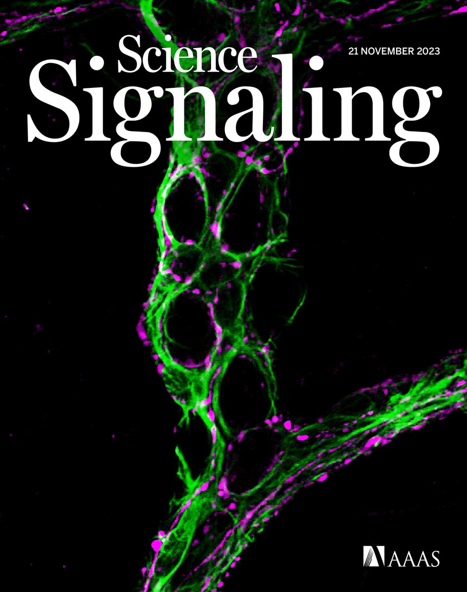 This week’s issue of #ScienceSignaling has arrived! Research in mice connects glial cells in the gut to chronic pain from intestinal inflammation, a protein found in plants can influence how human cells respond to a proinflammatory factor, and more. scim.ag/4Uw