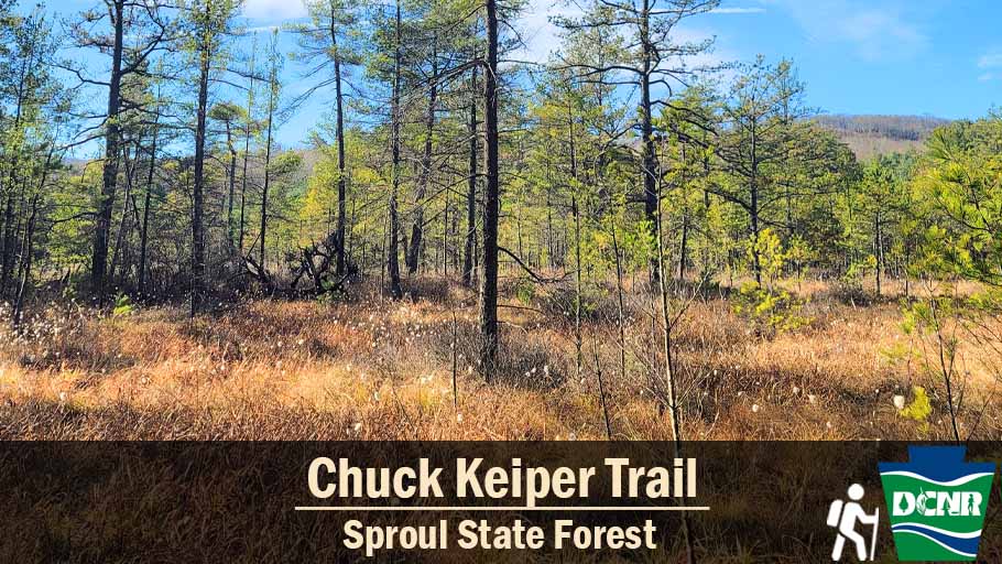 DCNRnews's tweet photo. The Chuck Keiper Trail in #SproulStateForest loops around Cranberry Swamp -- a 144-acre mountain bog where hikers can look for wild cranberries that support wetland butterflies like the bog copper. Learn more โก https://t.co/1QjZU7paGj. #TrailTuesday #PaStateForests #FallInPa https://t.co/zmMFcgCUtm