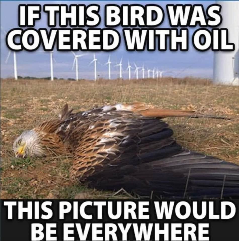 The disgusting truth!! Windmills kill our beautiful birds, along with creating countless other long term environmental hazards!!