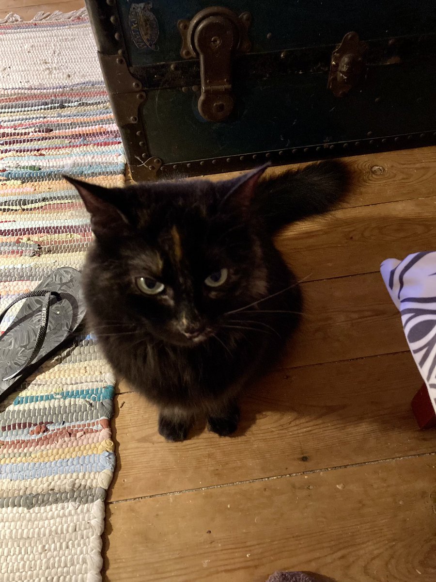 madeleinemaste4's tweet photo. The hungry cat
with her starvin Marvin
face da Pip #Squeaka ππΎ
Asks for MORE βοΈ
#CatsOfTwitter xπ‘ https://t.co/u5ztj83bdb