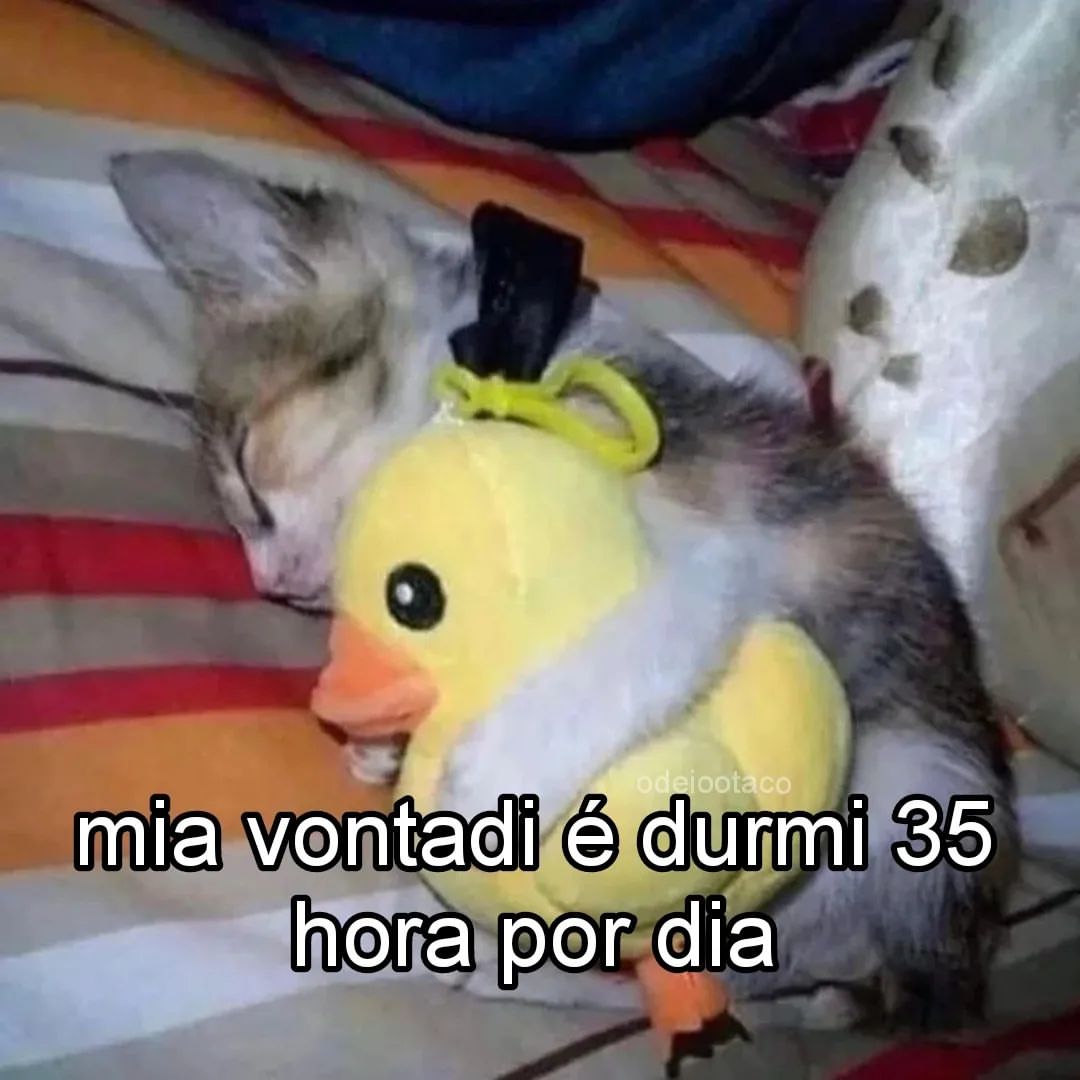 perfil dedicado a gatinhos e peitos tweet media